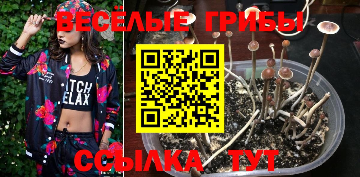 Галлюциногенные грибы прущие грибы  Вход с VPN  Галлюциногенные грибы Cubensis  Тимашёвск 